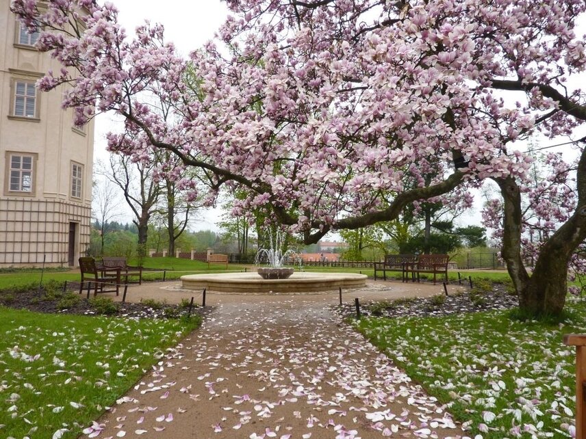 Na jaře si vychutnáte krásu a vůni kvetoucí magnólie.  | © Státní zámek v Mníšku pod Brdy